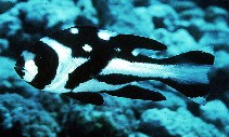 Image of Macolor niger (Black and white snapper)
