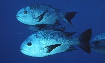 Image of Macolor niger (Black and white snapper)