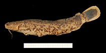 Image of Malapterurus thysi 