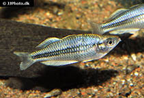 Image of Melanotaenia pygmaea (Pygmy rainbowfish)