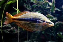Image of Melanotaenia trifasciata (Banded rainbowfish)