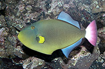 Image of Melichthys vidua (Pinktail triggerfish)