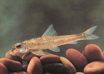 Image of Microphysogobio kiatingensis 