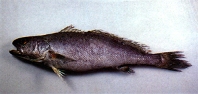 Image of Miichthys miiuy (Mi-iuy croaker)