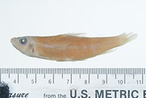 Image of Moxostoma lacerum (Harelip sucker)