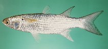 Image of Crenimugil pedaraki (Longfin mullet)