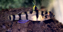 Image of Mugilogobius tigrinus 