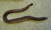 Image of Myxine capensis (Cape hagfish)