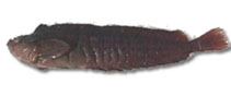 Image of Myxodes cristatus (Sailfin clinid)