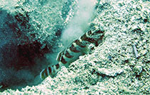 Image of Myersina filifer (Filamentous shrimpgoby)