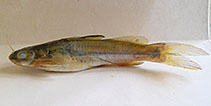 Image of Mystus indicus (Central Travancore catfish)