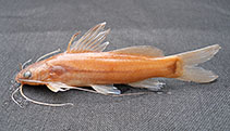 Image of Mystus keralai (Long whiskered Kerala catfish)