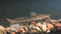 Image of Hemibagrus macropterus 