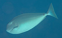 Image of Naso mcdadei (Squarenose unicornfish)