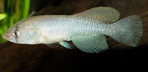 Image of Nothobranchius microlepis (Small scaled nothobranch)