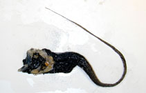 Image of Odontomacrurus murrayi (Roundhead grenadier)