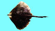 Image of Okamejei acutispina (Sharpspine skate)