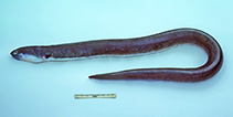 Image of Ophichthus alleni 
