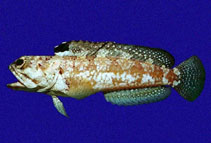 Image of Opistognathus galapagensis (Galapagos jawfish)