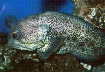 Image of Opistognathus rhomaleus (Giant jawfish)