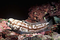 Image of Opistognathus seminudus (Halfnaked jawfish)