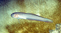 Image of Oxymetopon compressus (Robust ribbongoby)