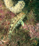 Image of Paralabrax auroguttatus (Goldspotted sand bass)