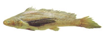 Image of Lonchurus elegans (Blackfin croaker)