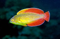 Image of Paracheilinus octotaenia (Red Sea eightline flasher)