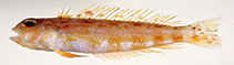 Image of Parapercis rubricaudalis (Redtail sandperch)