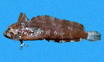 Image of Paraclinus tanygnathus (Longjaw blenny)