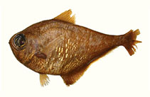 Image of Pempheris cuprea (Mozambique sweeper)