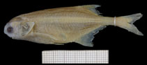 Image of Petrocephalus hutereaui 