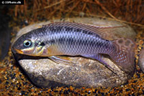 Image of Pelvicachromis kribensis 