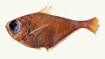 Image of Pempheris leiolepis (Smoothscale sweeper)