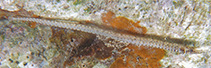 Image of Phoxocampus belcheri (Rock pipefish)