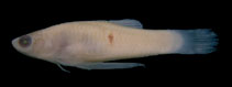 Image of Phalloceros tupinamba (Tupi toothcarp)