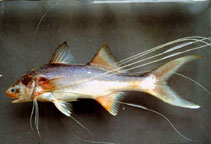 Image of Polynemus aquilonaris (Northern paradise fish)