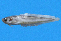 Image of Porichthys oculellus (Smalleye midshipman)