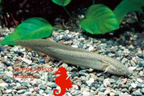 Image of Protopterus amphibius (Gilled lungfish)