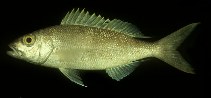 Image of Pristipomoides flavipinnis (Golden eye jobfish)