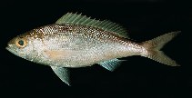 Image of Pristipomoides sieboldii (Lavender jobfish)