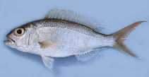 Image of Pristipomoides typus (Sharptooth jobfish)