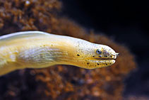 Image of Pseudechidna brummeri (White ribbon eel)