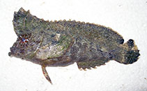 Image of Pseudopataecus carnatobarbatus (Goatee velvetfish)