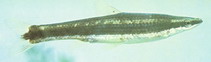 Image of Pseudorasbora elongata 