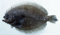 Image of Pseudorhombus malayanus (Malayan flounder)