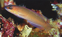 Image of Pseudochromis mooii (Mooi\