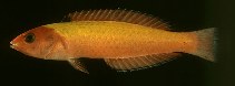 Image of Pseudojuloides pyrius 