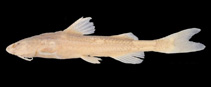 Image of Pseudobagarius similis 